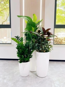 专业花卉租赁，领略宁波前湾的花卉风情